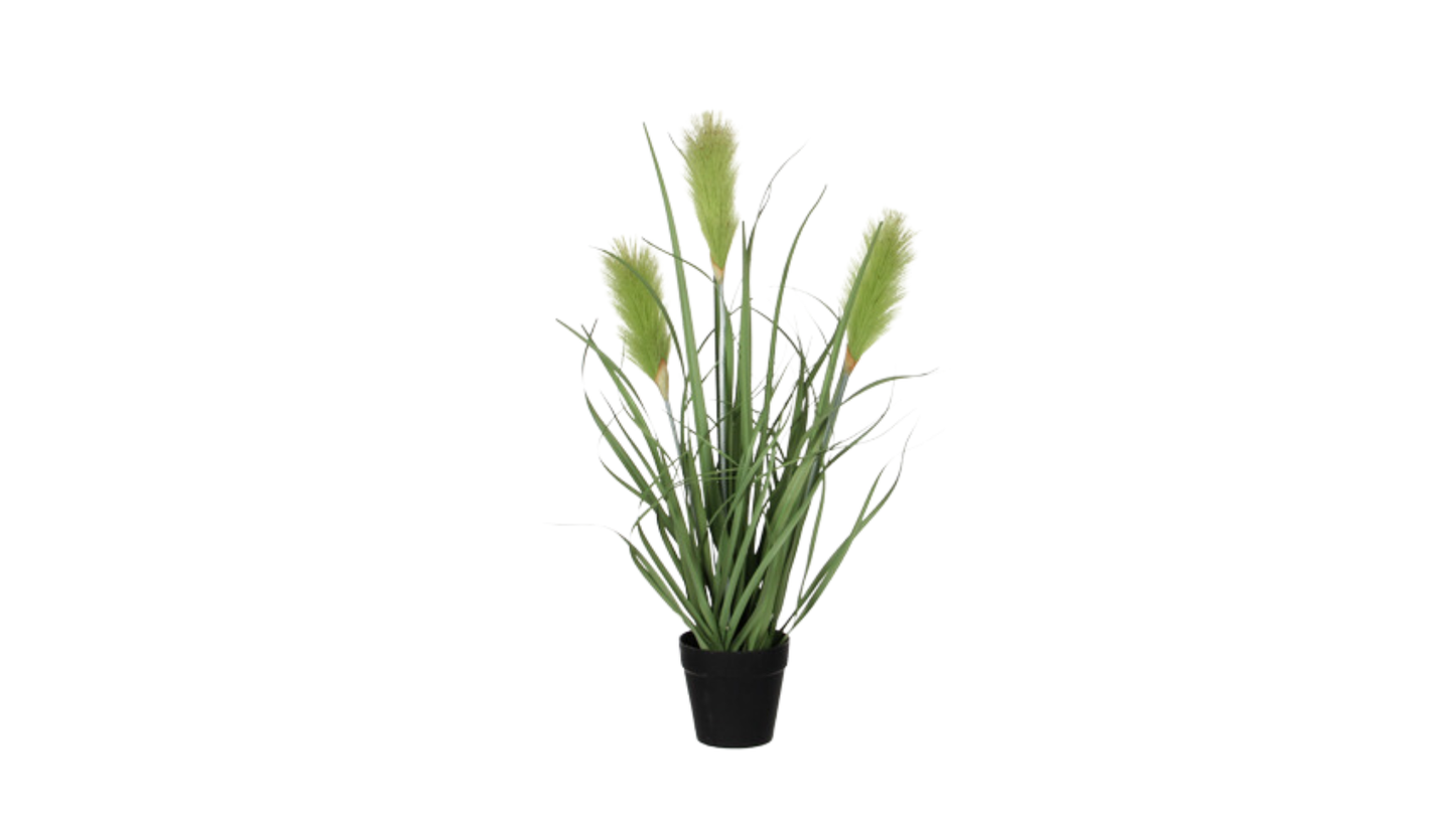 Reed Grass Green In Plastic Pot By Mica