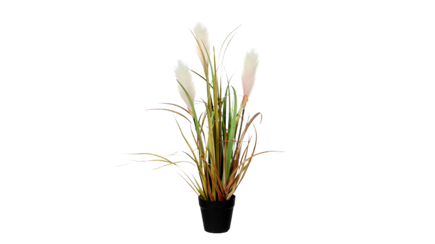 Reed Grass Brown in Plastic Pot By Mica