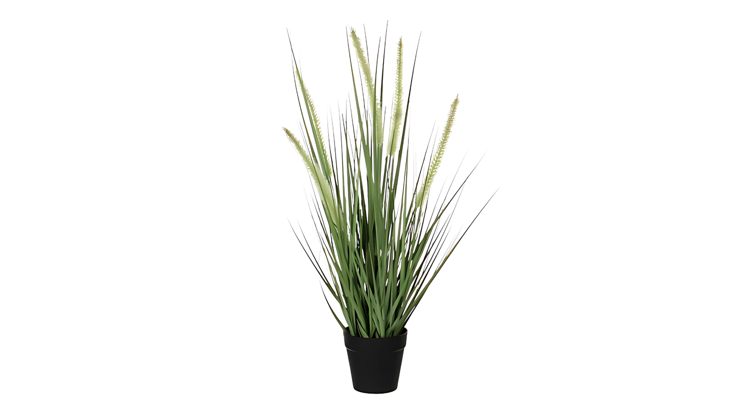 Dogtail grass green in pot