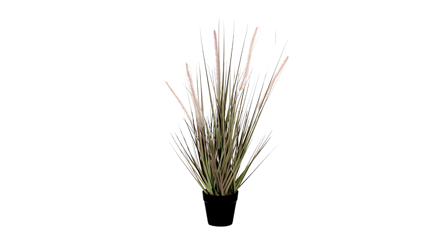 Dogtail Rass Purple in Pot