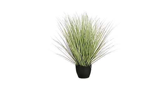 Grass Green in Plastic Pot