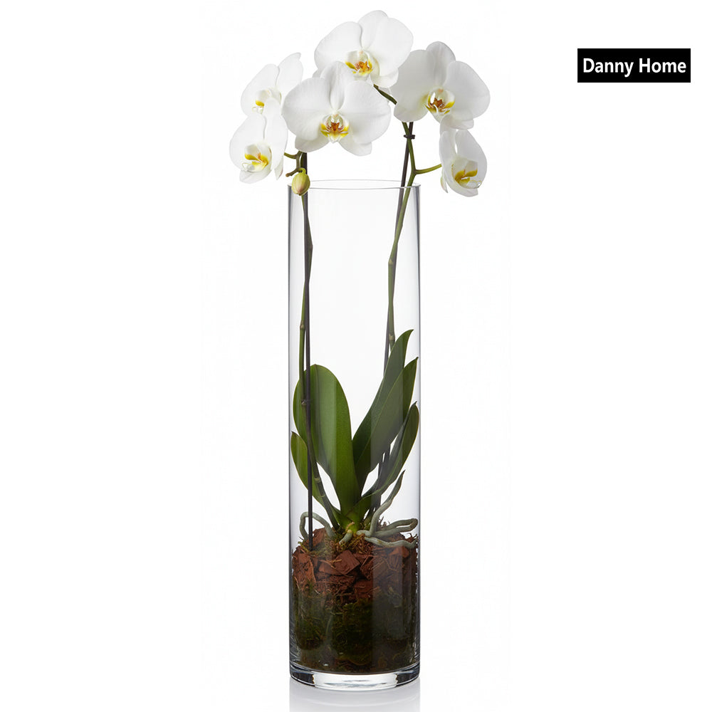 Danny Home Clear Glass Plant Vase 25-cm