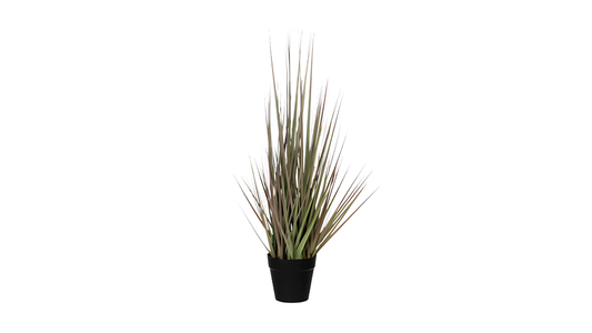 Grass Purple in Plastic Pot By Mica
