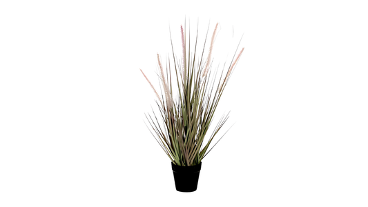Dogtail Rass Purple in Pot