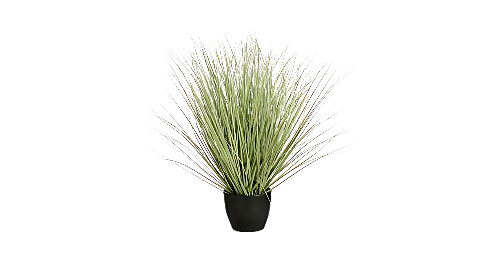 Grass Green in Plastic Pot