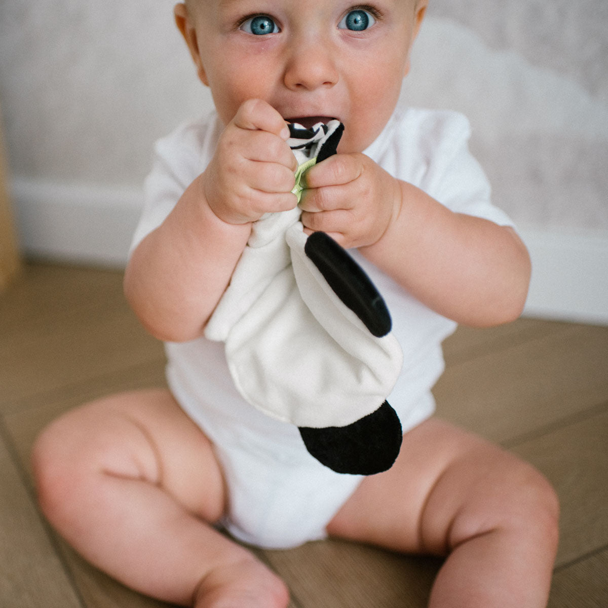 Panda Polly