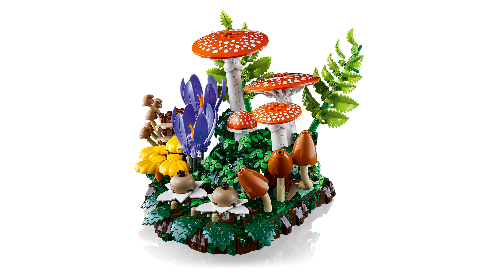 Woodland Mushrooms
